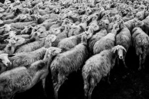 Ces excellents moutons…Un coup de gueule sur la fin des humanités