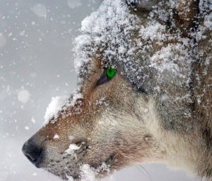 Le loup de Popoli
