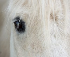 Le Vieil Homme et le Cheval Blanc