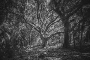 Un soir avec l’arbre